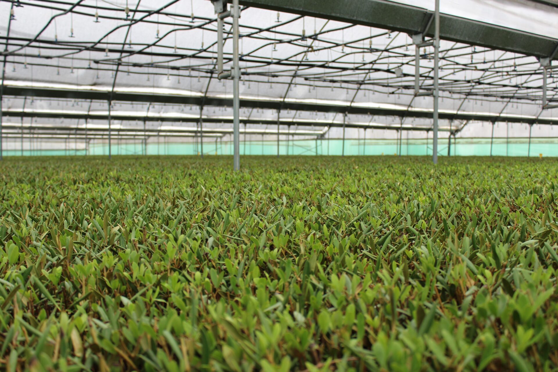 casos de éxito en la fabricación de invernaderos