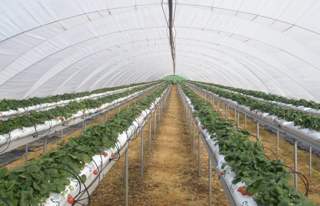 sistemas de riego para invernaderos
