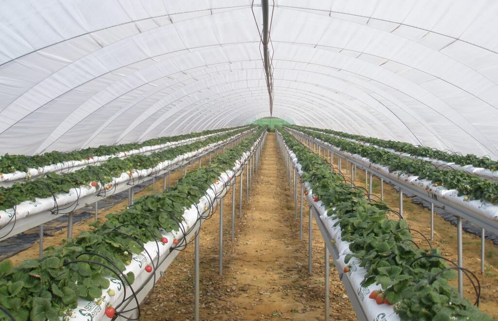 agricultura sostenible con invernaderos