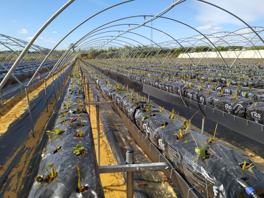 cultivo hidropónico barato