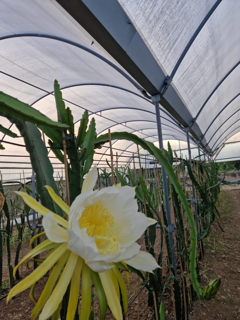 cultivo de pitaya en invernadero