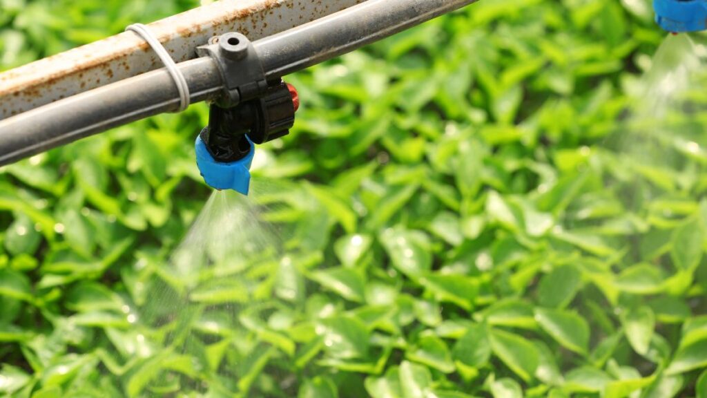 fertirrigación en invernaderos