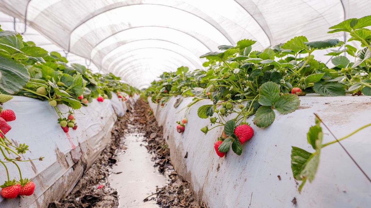 frutos rojos en invernaderos