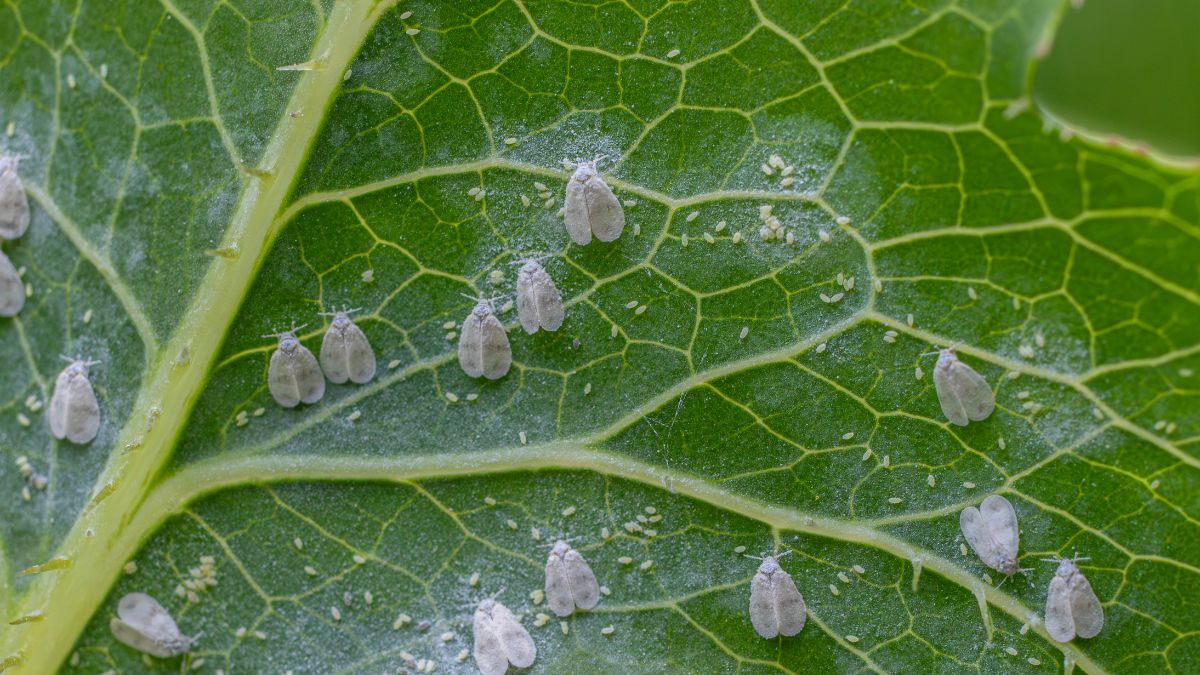 plagas en invernaderos